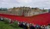 poppiesatthetower_small.jpg